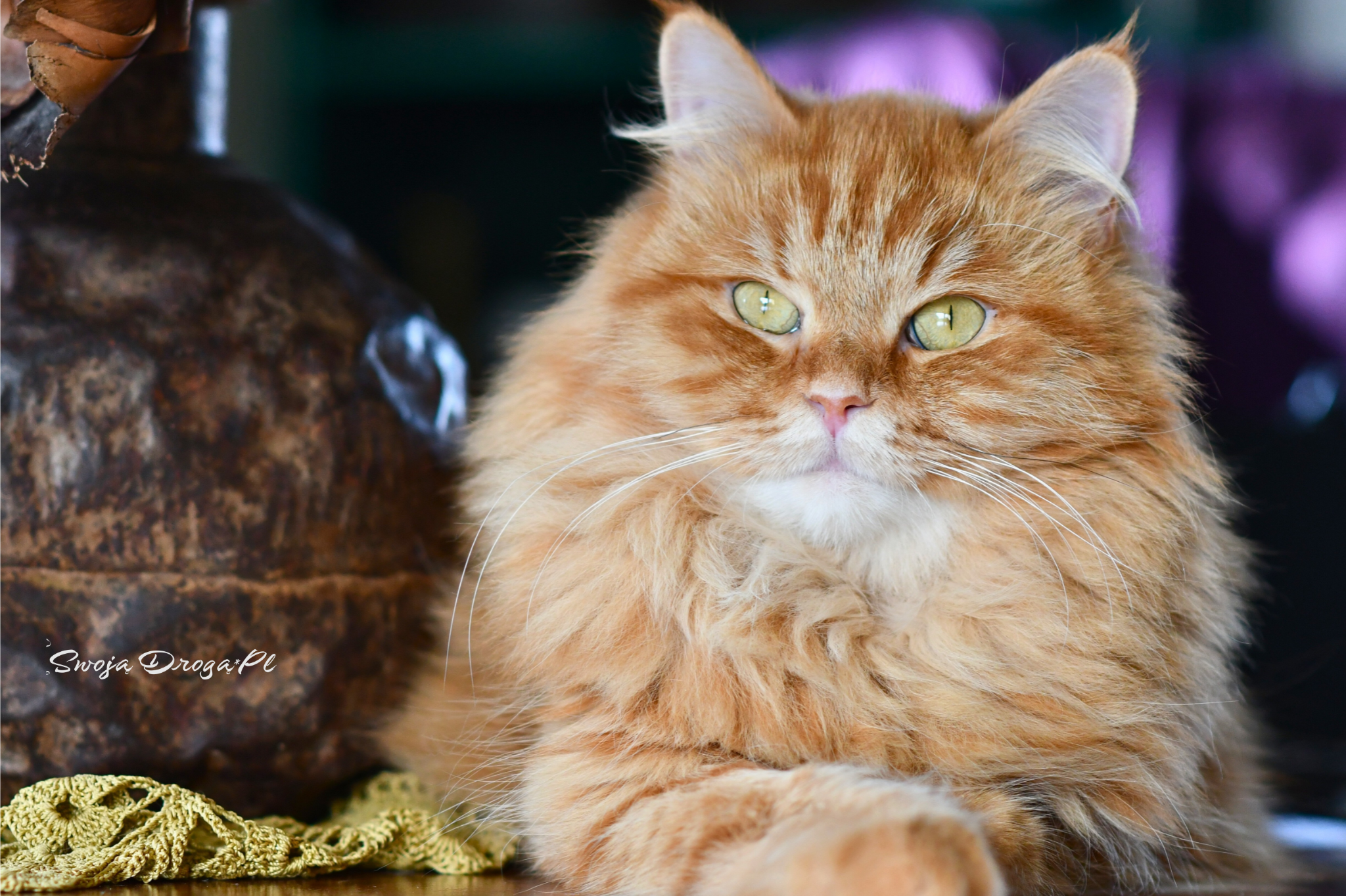 CH. CH Alchemia Swoją Drogą*Pl